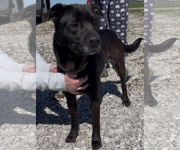 Medium Photo #2 American Pit Bull Terrier-Labrador Retriever Mix Puppy For Sale in Sistersville, WV, USA