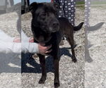 Small #1 American Pit Bull Terrier-Labrador Retriever Mix