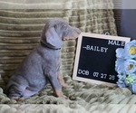 Small #3 Doberman Pinscher