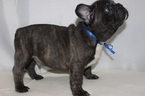 Small #1 French Bulldog