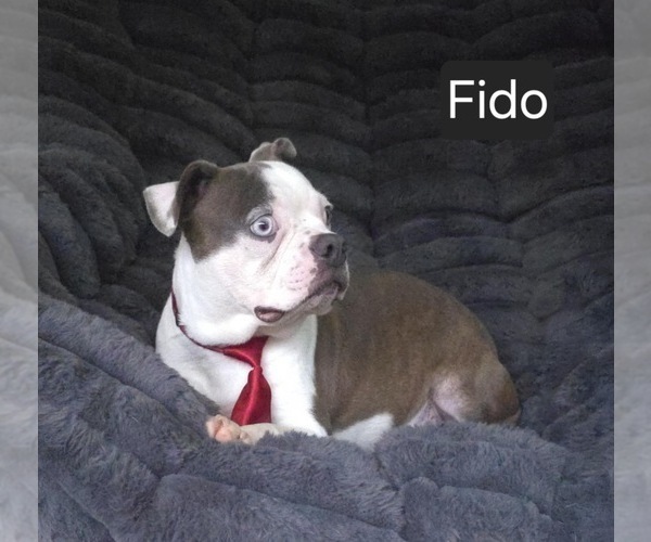 Medium Photo #7 Boston Terrier Puppy For Sale in MINERAL WELLS, WV, USA