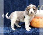 Small Bernedoodle (Miniature)