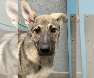 German Shepherd Dog-Unknown Mix Dogs for adoption in Las Vegas, NV, USA