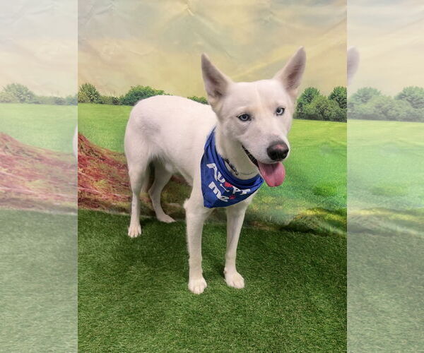 Medium Photo #3 Siberian Husky Puppy For Sale in Euless, TX, USA