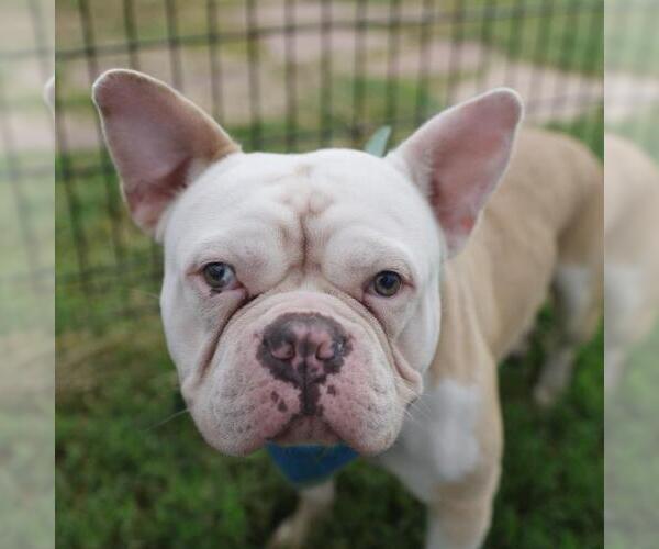 Medium Photo #1 French Bulldog-Unknown Mix Puppy For Sale in San Antonio, TX, USA