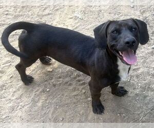 Basschshund Dogs for adoption in Wetumpka, AL, USA