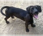 261438  Hot Dog - Male Basschshund Dog for Adoption - Small photo