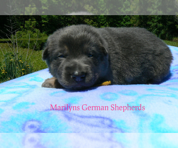 Medium Photo #5 German Shepherd Dog Puppy For Sale in PIEDMONT, MO, USA