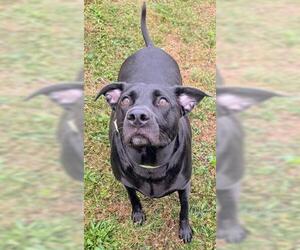 Labrador Retriever Dogs for adoption in Akron, OH, USA