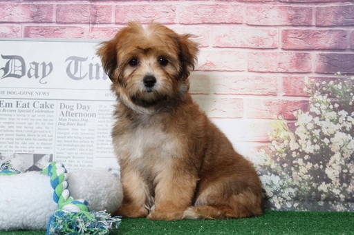 Medium Photo #4 Yo-Chon Puppy For Sale in BEL AIR, MD, USA