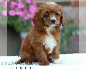 Cavapoo Puppy for sale in REINHOLDS, PA, USA