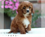 Image preview for Ad Listing. Nickname: Dallas