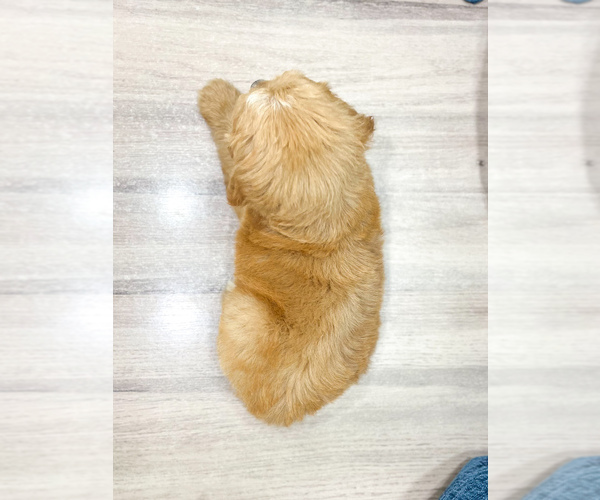 Medium Photo #5 Goldendoodle (Miniature) Puppy For Sale in MILLERSBURG, OH, USA