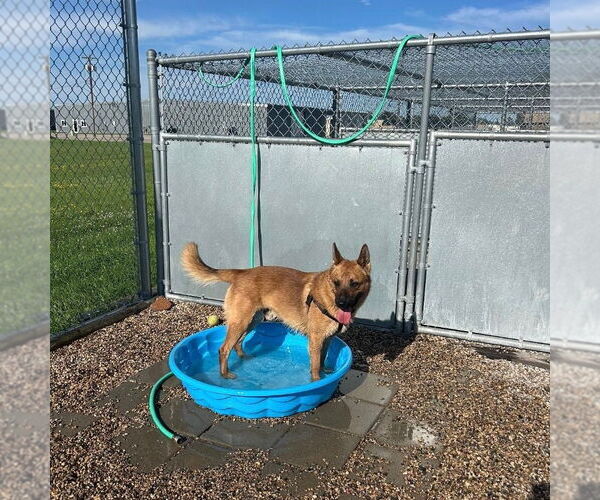 Medium Photo #6 German Shepherd Dog-Unknown Mix Puppy For Sale in Fargo, ND, USA