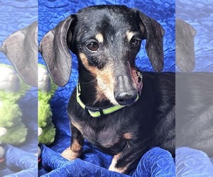 Dachshund Dogs for adoption in Cuba, NY, USA