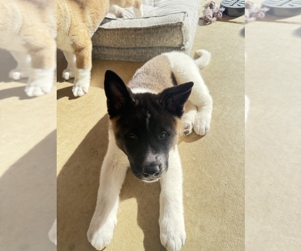Medium Photo #2 Akita Puppy For Sale in TEHACHAPI, CA, USA
