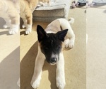 Small #1 Akita