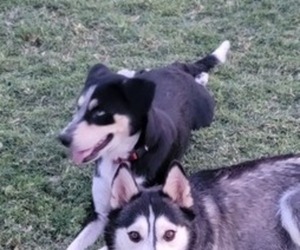 Labrador Retriever-Siberian Husky Mix Puppy for sale in QUEEN CREEK, AZ, USA