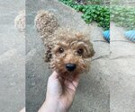 Small Photo #2 Poodle (Toy) Puppy For Sale in Fenton, MO, USA