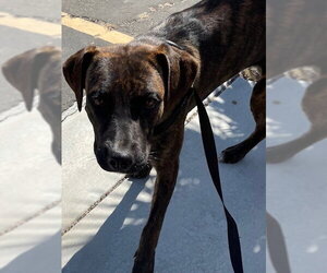 Mutt Dogs for adoption in HESPERIA, CA, USA