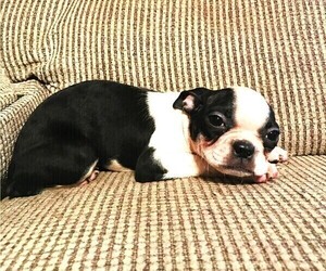 Boston Terrier Puppy for Sale in INVERNESS, Florida USA