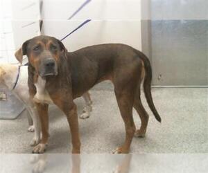 Labrador Retriever-Unknown Mix Dogs for adoption in Pasadena, TX, USA