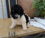 Small #11 Poovanese