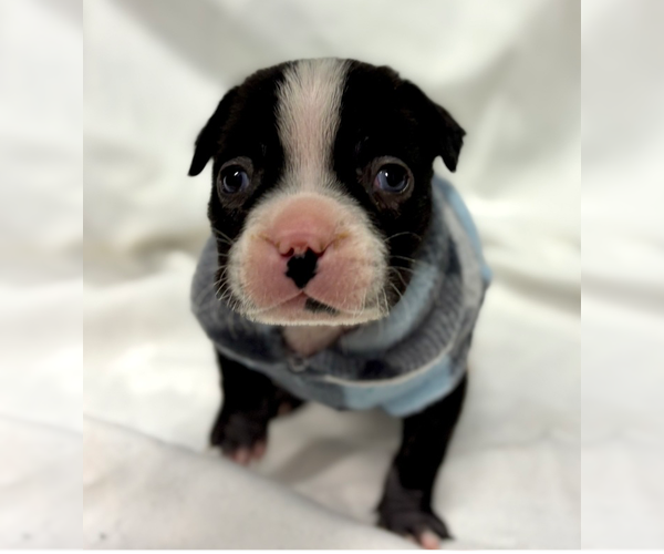 Medium Photo #1 Mutt Puppy For Sale in OKLAHOMA CITY, OK, USA