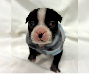 Mutt Dogs for adoption in OKLAHOMA CITY, OK, USA