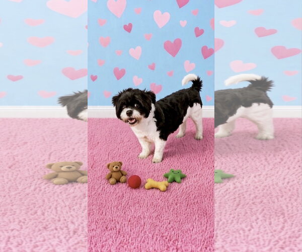 Medium Photo #3 Shih Tzu Puppy For Sale in Weston, FL, USA
