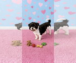 Small Photo #3 Shih Tzu Puppy For Sale in Weston, FL, USA
