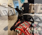 Small #1 Staffordshire Bull Terrier Mix