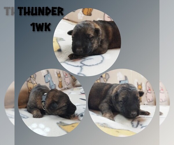 Medium Photo #2 German Shepherd Dog Puppy For Sale in BROOKFIELD, MO, USA