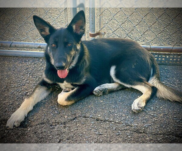 Medium Photo #1 German Shepherd Dog Puppy For Sale in San Andreas, CA, USA