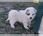 Small Photo #6 Great Pyrenees Puppy For Sale in CLARK, MO, USA