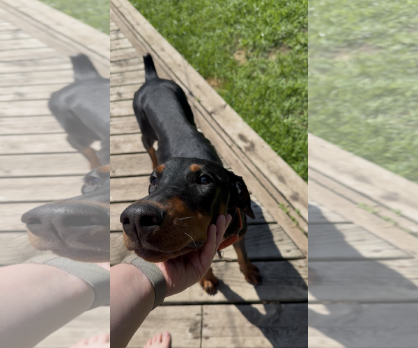 Medium Photo #5 Doberman Pinscher Puppy For Sale in Minneaoplis, MN, USA
