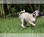 Small #3 Pug