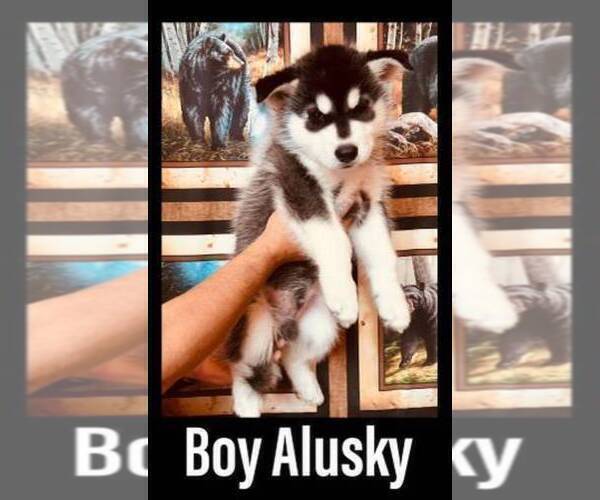 Medium Photo #11 Siberian Husky Puppy For Sale in CLERMONT, FL, USA