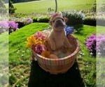 Small Photo #10 French Bulldog Puppy For Sale in LAKE HAVASU CITY, AZ, USA