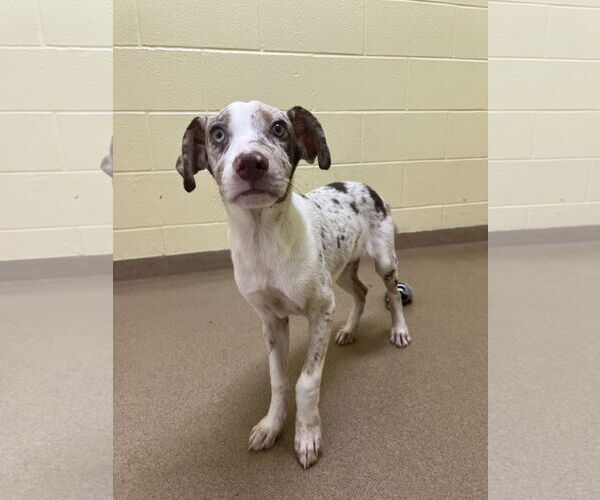 Medium Photo #2 Catahoula Leopard Dog-Unknown Mix Puppy For Sale in Rockaway, NJ, USA
