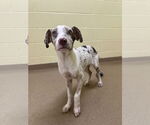 Small #1 Catahoula Leopard Dog Mix
