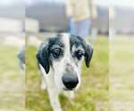 Small #9 Australian Shepherd Mix