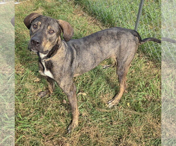 Medium Photo #8 German Shepherd Dog-Vizsla Mix Puppy For Sale in Huntley, IL, USA
