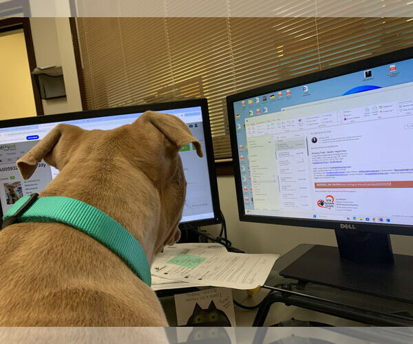 Medium Photo #7 Mutt Puppy For Sale in Hillsboro, NH, USA