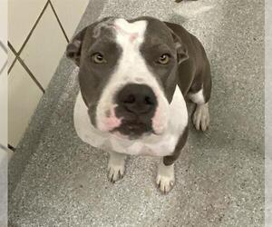 American Pit Bull Terrier Dogs for adoption in Pasadena, TX, USA