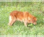 Small Photo #1 Golden Retriever Puppy For Sale in CROSSVILLE, TN, USA