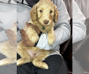 Goldendoodle Puppy for Sale in CLARENCE, New York USA
