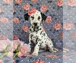 Small Photo #2 Dalmatian Puppy For Sale in QUARRYVILLE, PA, USA