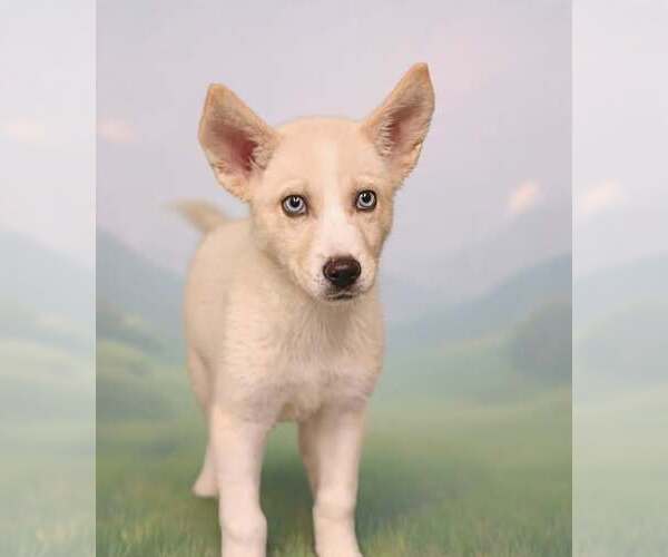 Medium Photo #1 Siberian Husky-Unknown Mix Puppy For Sale in Talladega, AL, USA