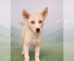 Siberian Husky-Unknown Mix Dogs for adoption in Talladega, AL, USA